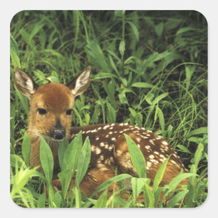 Adesivo Quadrado América do Norte, EUA, Minnesota. De cauda branca