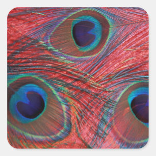 Adesivo Quadrado América do Norte, EUA, WA, Redmond, Peacock