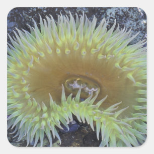 Adesivo Quadrado América do Norte, EUA, Washington, Olimpiadas 4