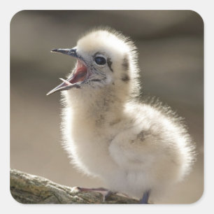 Adesivo Quadrado America do Norte, ilhas havaianas do noroeste,