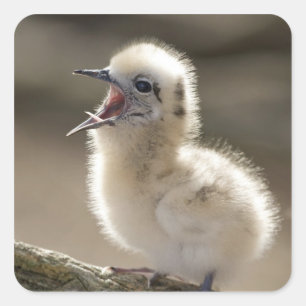 Adesivo Quadrado America do Norte, ilhas havaianas do noroeste,