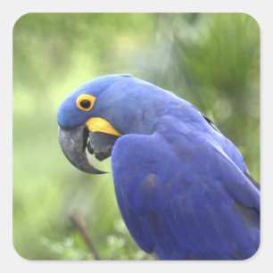 Adesivo Quadrado América do Sul, Brasil, Pantanal