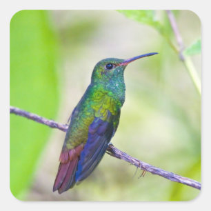 Adesivo Quadrado América do Sul, Costa Rica, Sarapiqui, La Selva