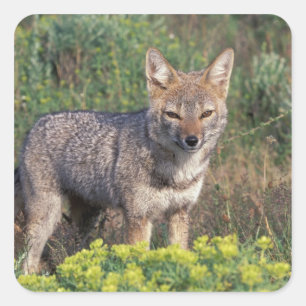 Adesivo Quadrado Ámérica do Sul, o Chile, Torres del Paine NP,