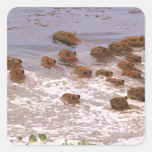 Adesivo Quadrado Ámérica do Sul, Venezuela, região de Llano