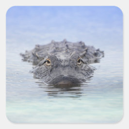 Adesivo Quadrado American Alligator – Lake Apopka Wildlife Drive