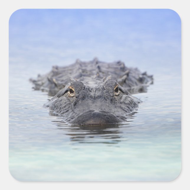 Adesivo Quadrado American Alligator – Lake Apopka Wildlife Drive (Frente)