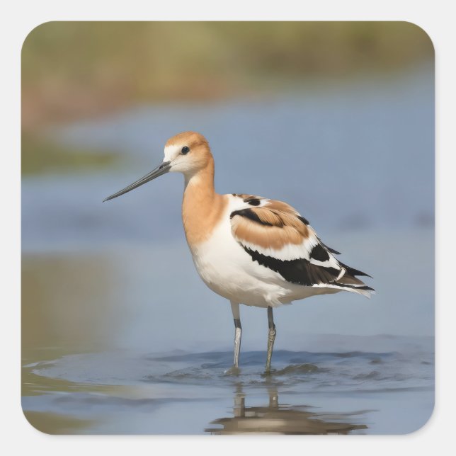 Adesivo Quadrado American Avocet em pé na água (Frente)