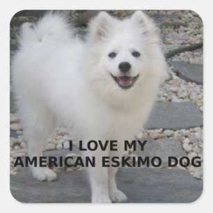 Adesivo Quadrado American_Eskimo_Dog_love w pic
