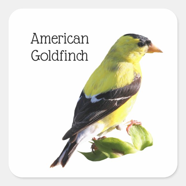 Adesivo Quadrado American Goldfinch (Frente)