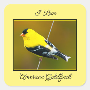 Adesivo Quadrado American Goldfinch - Fotografia original