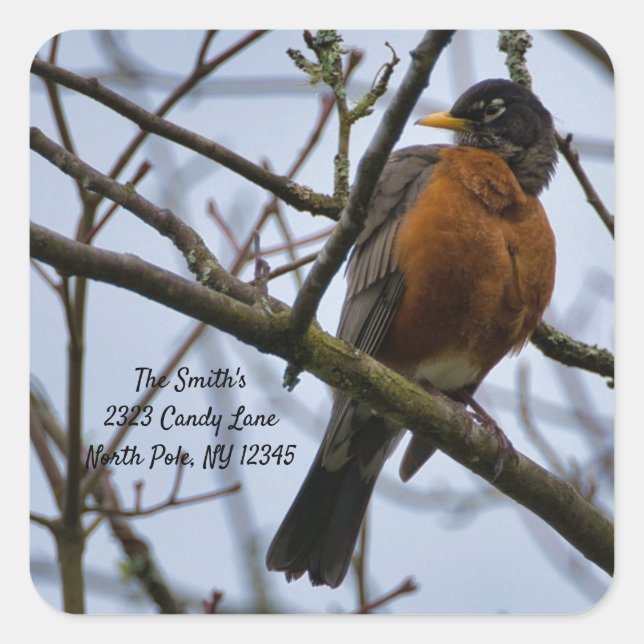 Adesivo Quadrado American Robin Change of Address Square Sticker (Frente)