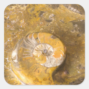 Adesivo Quadrado Ammonite e Outros Fósseis em Rocha Fotografia