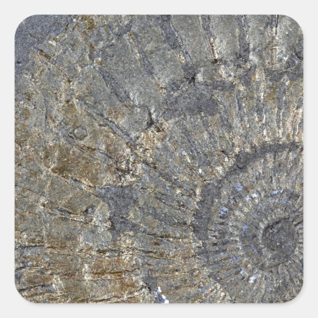 Adesivo Quadrado Ammonite Pirritizada (Frente)