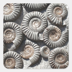 Adesivo Quadrado Ammonites On Rock Photo