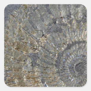 Adesivo Quadrado Amonite de Pyritized