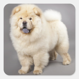 Adesivo Quadrado Amor Chow Chow Cachorro Cachorro Saudação