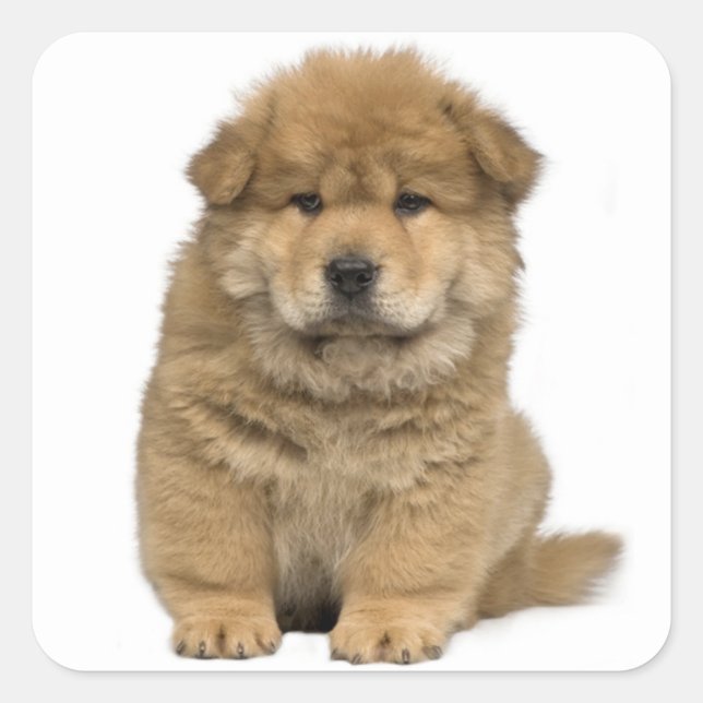 Adesivo Quadrado Amor Chow Chow Puppy Dog Saudação Stickers (Frente)