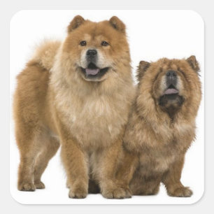 Adesivo Quadrado Amor Chow Chow Puppy Dog Saudação Stickers