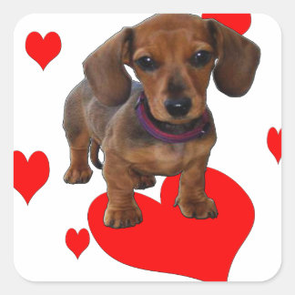 Adesivo Quadrado Amor (Corações) Dachsies - Dachshund