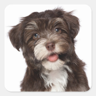 Adesivo Quadrado Amor Havanês Puppy Dog Selo