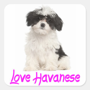 Adesivo Quadrado Amor Havanês Puppy Dog Sticker