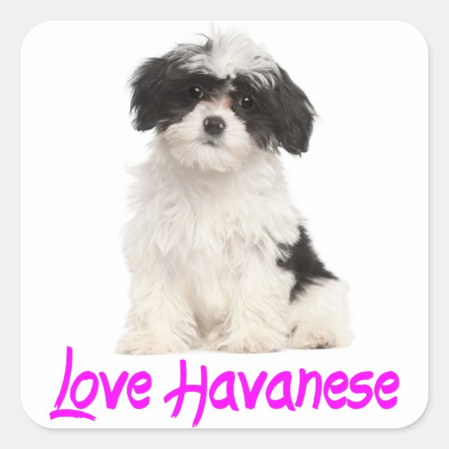 Adesivo Quadrado Amor Havanês Puppy Dog Sticker (Frente)