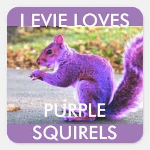 Adesivo Quadrado Amor roxo do esquilo