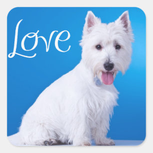 Adesivo Quadrado Amor West Highland Terrier Puppy Dog Sticker Seal