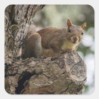 Adesivo Quadrado An inquisitive squirrel perched on a tree branch.