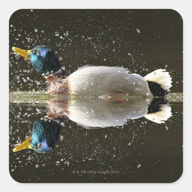 Adesivo Quadrado (Anas platyrhyncus), agitando a água após (Frente)