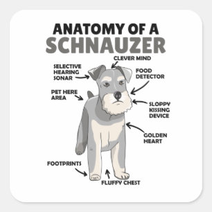 Adesivo Quadrado Anatomia De Cachorro Cuto Schnauzer