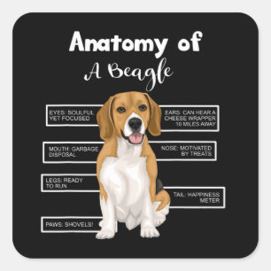 Adesivo Quadrado Anatomia De Cachorro Engraçado De Beagle Oferece P