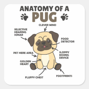 Adesivo Quadrado Anatomia De Cães Doces Engraçados