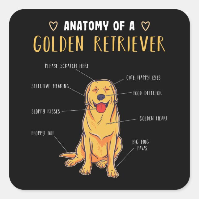 Adesivo Quadrado Anatomia de Ouro Retriever Funny Gift (Frente)