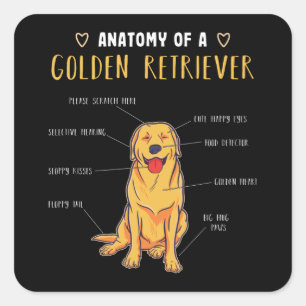 Adesivo Quadrado Anatomia de Ouro Retriever Funny Gift