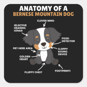 Adesivo Quadrado Anatomia De Um Cachorro Bernês Cachorro Cachorro