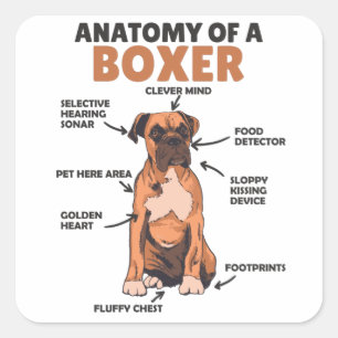 Adesivo Quadrado Anatomia De Um Cachorro Doce Boxer