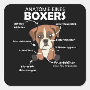 Adesivo Quadrado Anatomia De Um Cachorro Doce Boxer