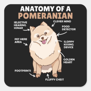 Adesivo Quadrado Anatomia De Um Cachorro Pomeraniano Cute Puppy
