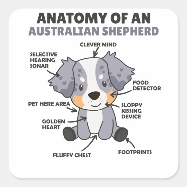 Adesivo Quadrado Anatomia De Um Cão Doce Pastor Australiano (Frente)