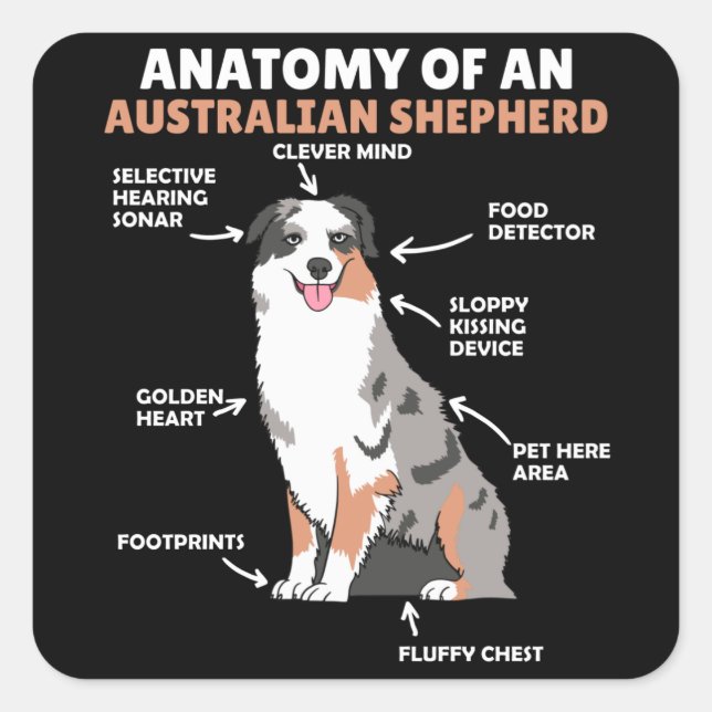 Adesivo Quadrado Anatomia De Um Cão Doce Pastor Australiano (Frente)
