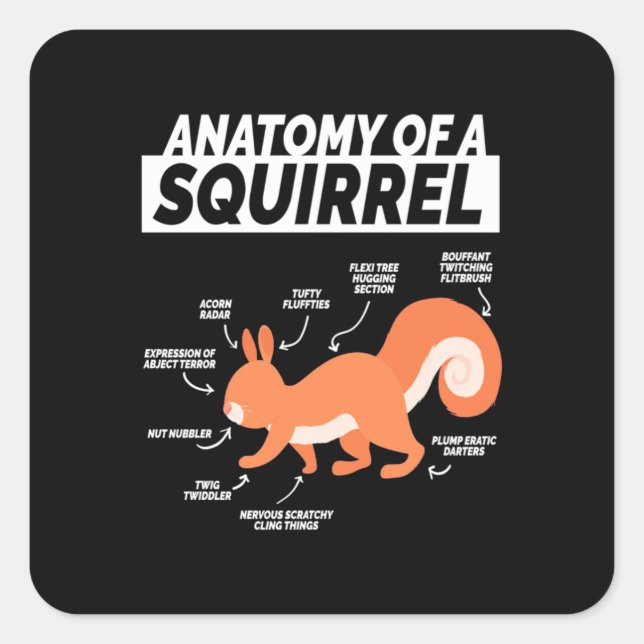 Adesivo Quadrado Anatomia de um esquilo (Frente)