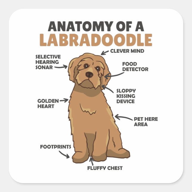 Adesivo Quadrado Anatomia De Um Labradoodle Cute Canine Puppy (Frente)