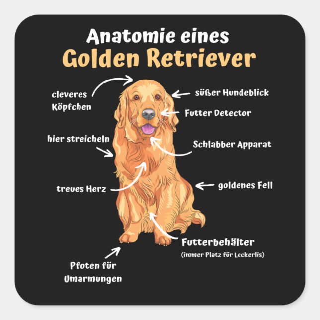 Adesivo Quadrado Anatomia De Um Retriever Ouro Cães Doces Engraçado (Frente)
