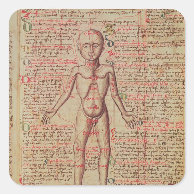 Adesivo Quadrado Anatomia do corpo humano (Frente)