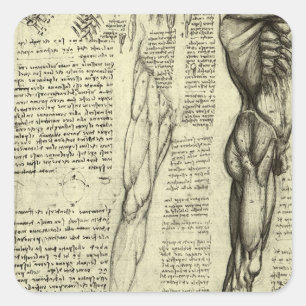 Adesivo Quadrado Anatomia Humana de Leonardo da Vinci Músculos Masc