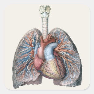Adesivo Quadrado Anatomia Humana Vintage Pulmões Coração Órgãos San