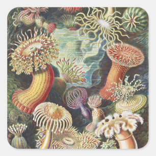 Adesivo Quadrado Anêmonas-do-mar de Haeckel Colagem de arte náutica