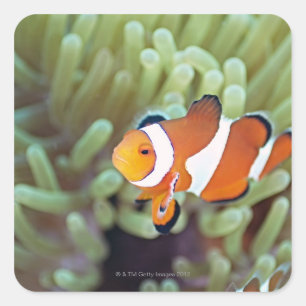 Adesivo Quadrado Anemonefish 4 do palhaço